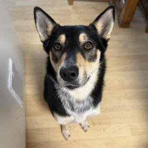 Image of Kya, Lost Dog