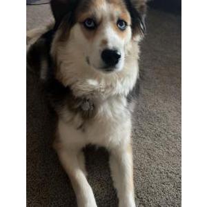 Image of Winnie, Lost Dog