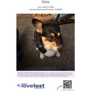 Image of Coco, Lost Dog