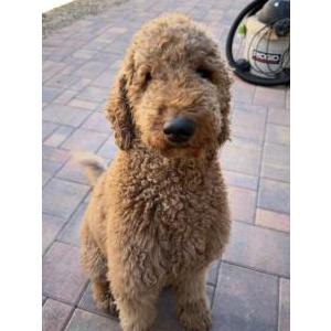 Image of CHEWIE, Lost Dog