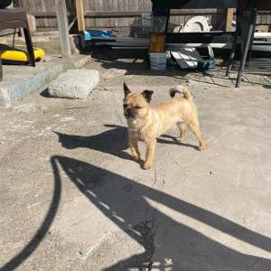 Image of Cody, Lost Dog