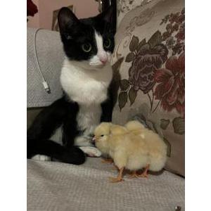 Image of bosy, Lost Cat