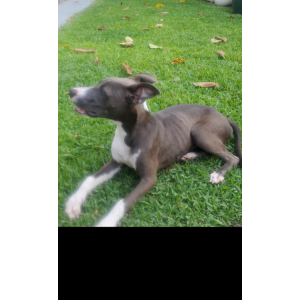 Image of Mary Lehner, Found Dog