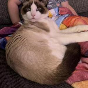 Image of Indie, Lost Cat