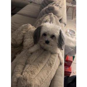 Image of Zoey, Lost Dog