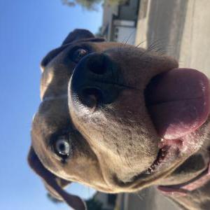 Image of Graciella, Lost Dog