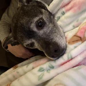 Image of Zoey, Lost Dog