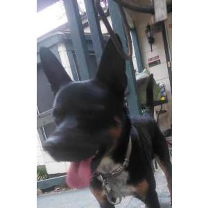 Image of Unknown, cattle dog, Found Dog