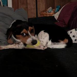Image of Jubei, Lost Dog