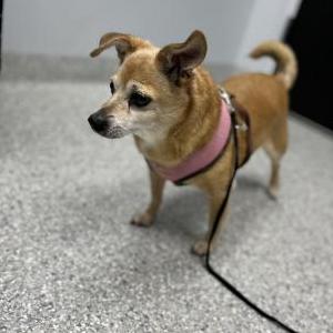 Image of Fufy, Lost Dog