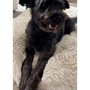 Image of Oliver, Lost Dog