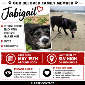 Image of Jabigail, Lost Dog