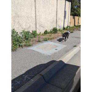 Lost Dog Unknown