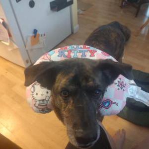 Image of Meego, Lost Dog