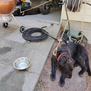 Image of Unknown, Found Dog