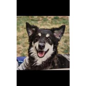 Image of Pinstripe, Lost Dog