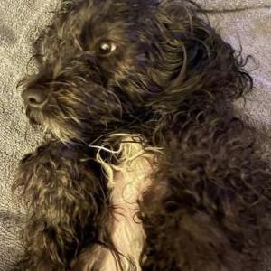 Image of Bear, Lost Dog