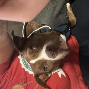 Lost Dog Stella