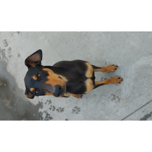 Image of Roksan, Lost Dog