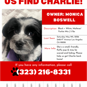 Image of Charlie, Lost Dog