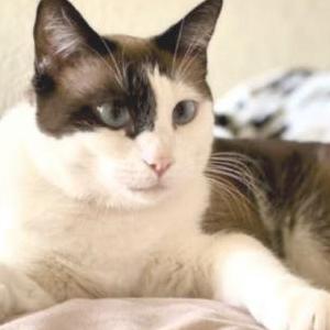 Lost 2 Cloe (CA)