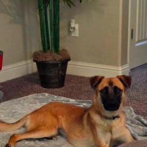 Lost 1 Ruby (CA)