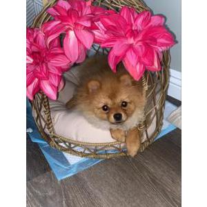 Image of Royalty, Lost Dog