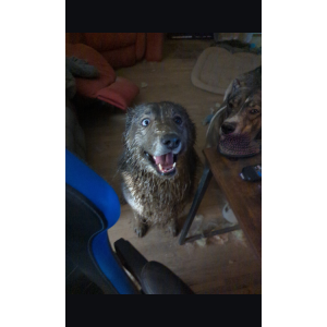 Lost 1 Freddie and Roscoe (MD)