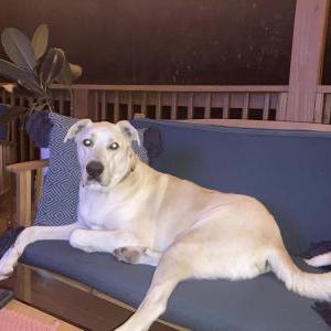 Lost Dog Roo