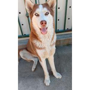 Image of Fendi, Lost Dog