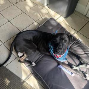 Image of Buzz, Lost Dog