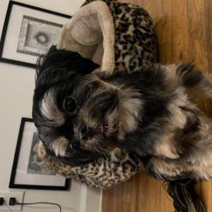Image of Pollyanna, Lost Dog