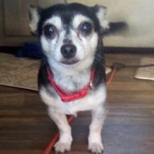 Image of Biscuit, Lost Dog