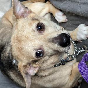 Image of Archie, Lost Dog