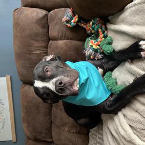 Image of Juniper, Lost Dog