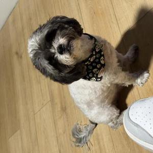 Image of Bruno, Lost Dog