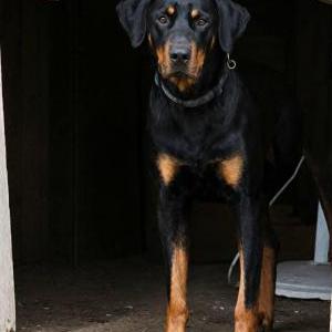 Lost 1 Duke (California)