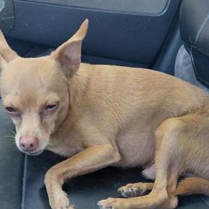 Image of unknown, Found Dog