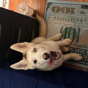 Lost 1 Loba (OH)