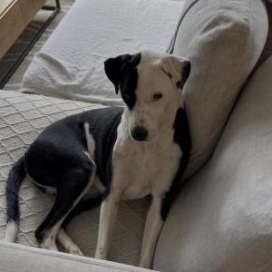 Image of Remy, Lost Dog