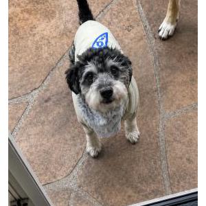 Image of Champ, Lost Dog