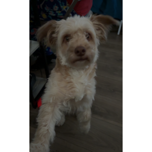 Image of Lala, Lost Dog