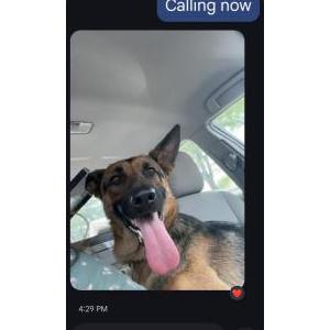 Image of Dutchess, Lost Dog