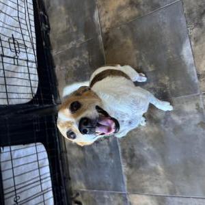 Image of Unknown, Found Dog