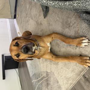 Image of Louie, Lost Dog