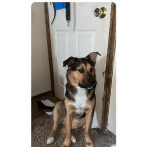 Image of Unknown, Found Dog