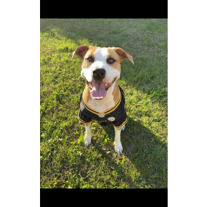 Lost Dog Jade