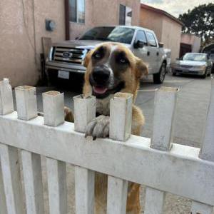Image of Laky, Lost Dog