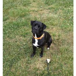 Image of Tank, Lost Dog