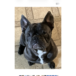 Lost 1 Frankie (Pennsylvania)